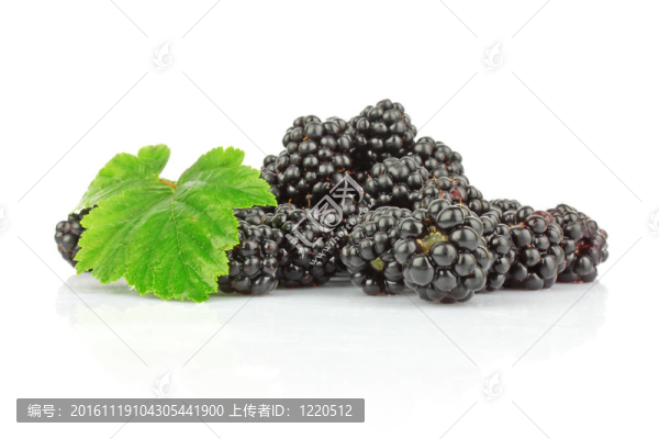 黑莓