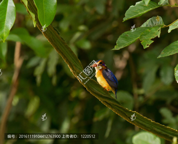 非洲三趾翠鳥