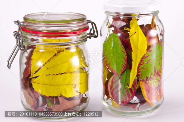 Eingeweckte,Herbst,F？R的冬天