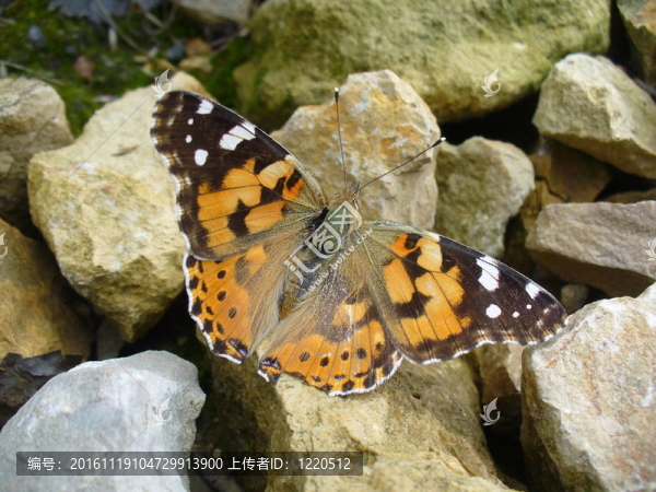 Butterfly,Vanessa,cardui