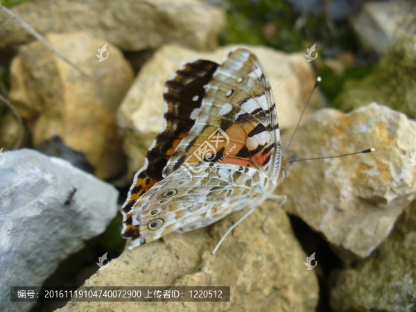 Butterfly,Vanessa,cardui