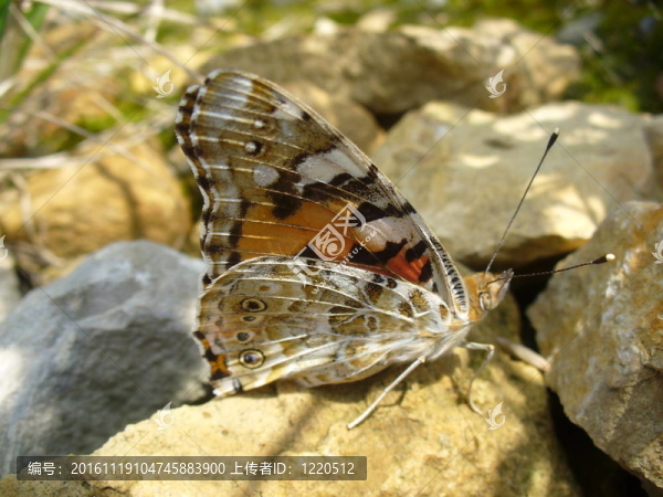 Butterfly,Vanessa,cardui