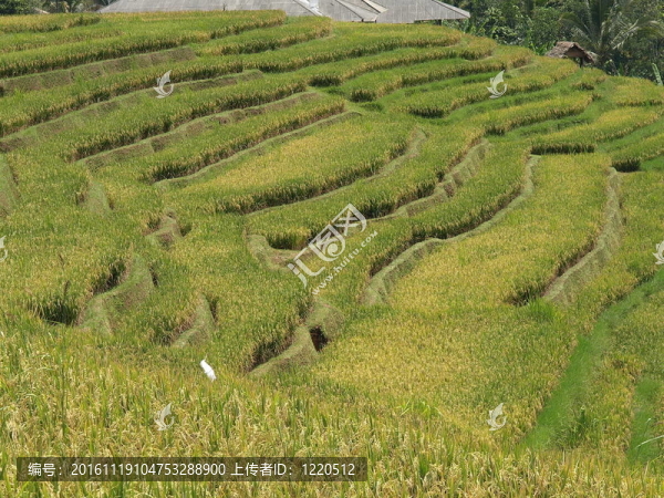 印度尼西亞566