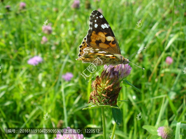 Butterfly,Vanessa,cardui