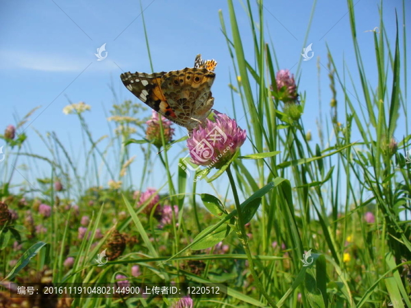 Butterfly,Vanessa,cardui