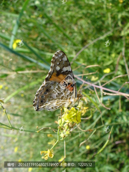 Butterfly,Vanessa,cardui