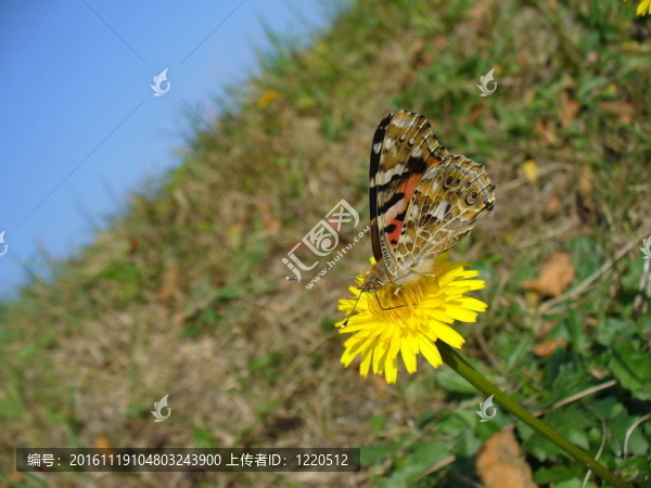Butterfly,Vanessa,cardui