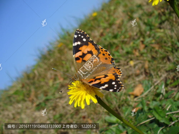Butterfly,Vanessa,cardui