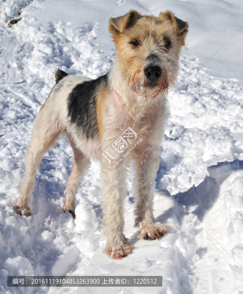 Foxterrier。
