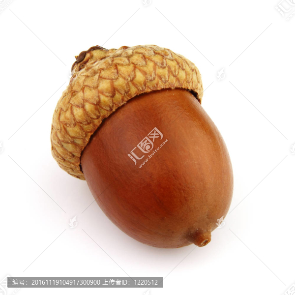 干燥的橡子