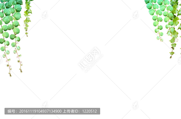 白色背景下的綠葉