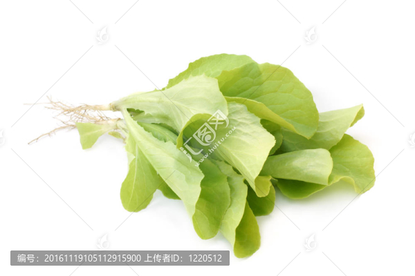 新鮮的生菜