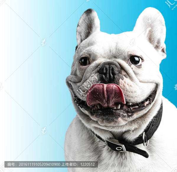 法國(guó)斗牛犬