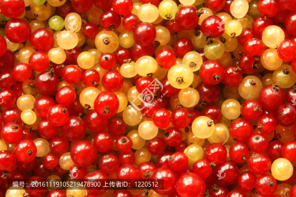 紅色和白色的漿果漿果