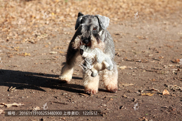 雪納瑞玩具-匯圖網(wǎng) www.fosd68.com 雪納瑞玩具