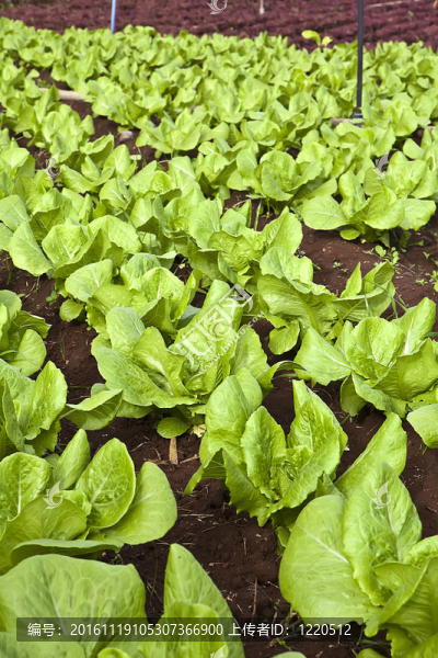 生菜場(chǎng)-匯圖網(wǎng) www.fosd68.com 生菜場(chǎng)