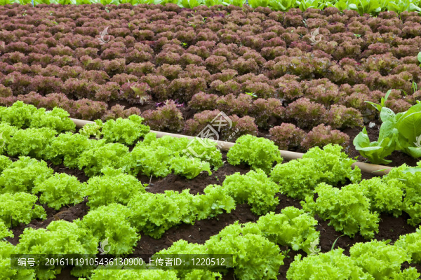 生菜場