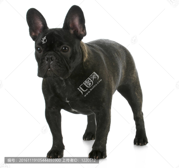 法國(guó)斗牛犬
