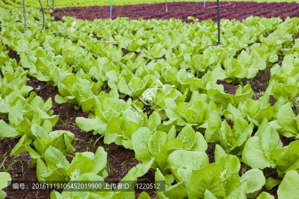 生菜場(chǎng)-匯圖網(wǎng) www.fosd68.com 生菜場(chǎng)