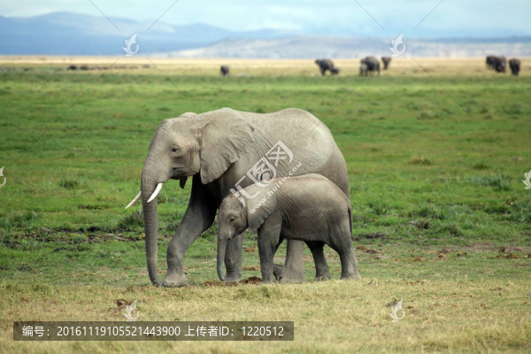 非洲大象（Loxodonta,africana）