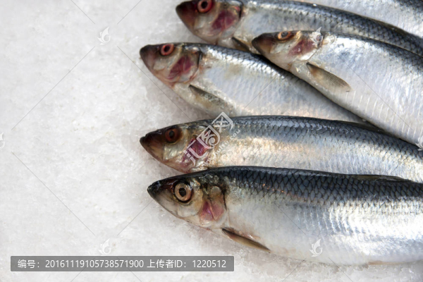 沙丁油魚冰