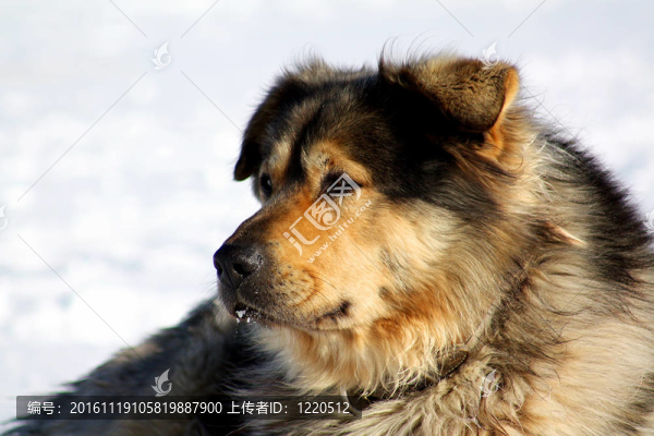 在雪中放松的老農(nóng)場(chǎng)狗