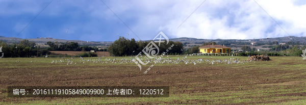 海鷗群-匯圖網(wǎng) www.fosd68.com 海鷗群