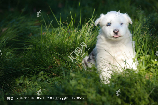 的Yakutian萊卡小狗的肖像