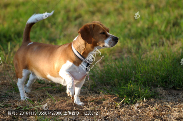 小型犬；側(cè)視圖