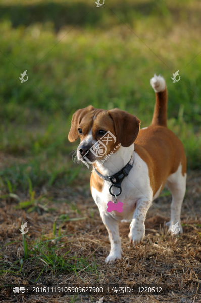 小比格犬前視圖