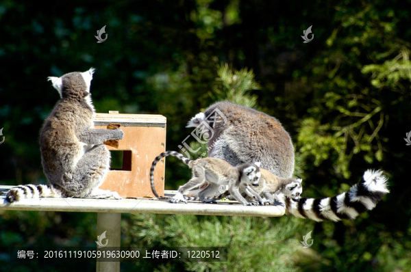 狐猴的動(dòng)物家族