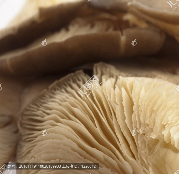 蘑菇-匯圖網(wǎng) www.fosd68.com 蘑菇