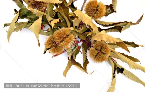 枝葉和果實