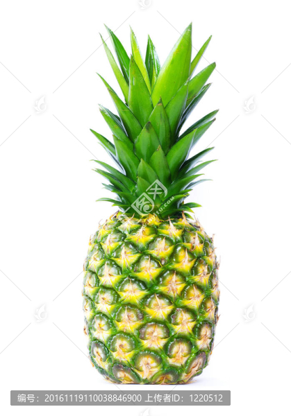 菠蘿