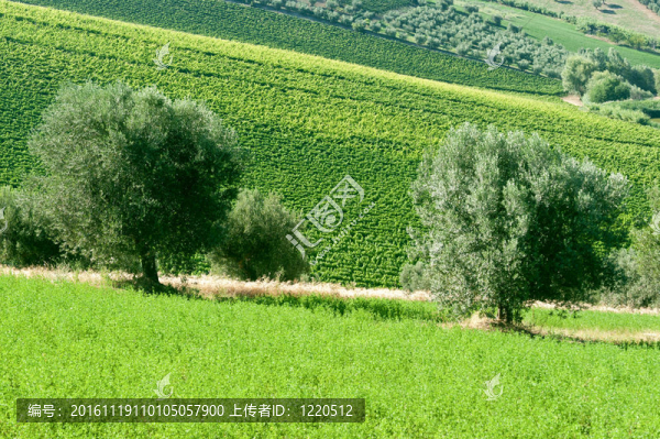 阿特里自然公園（Ancona；Abruzzi；意大利）；景觀在夏天