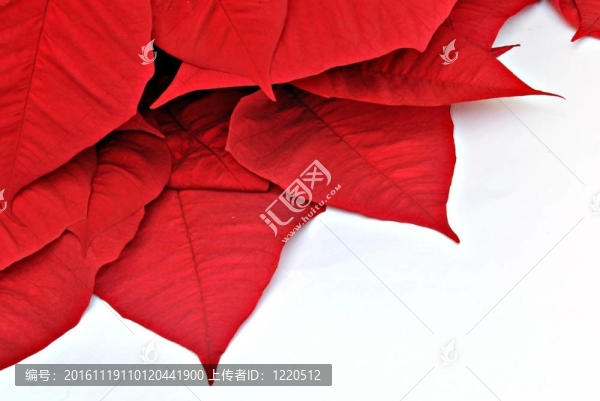 紅色的一品紅葉子