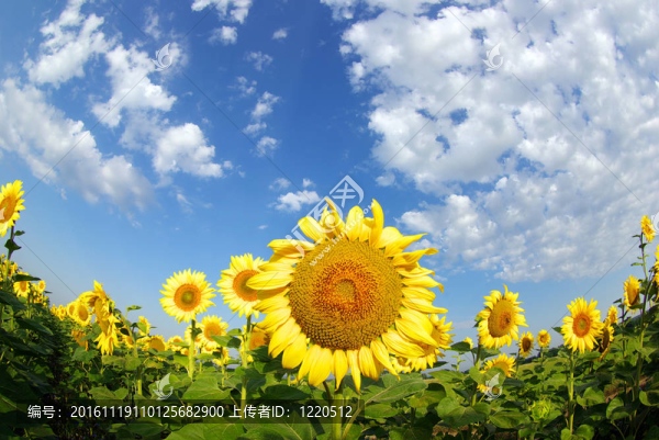 向日葵花田