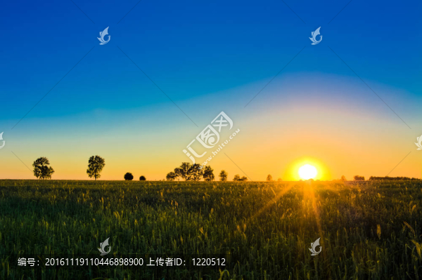 夕陽麥田。
