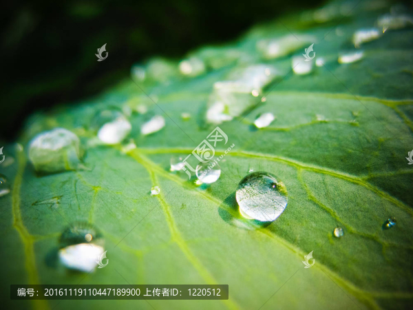 鮮綠葉上的水滴