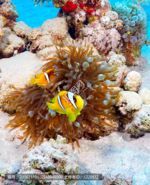 小丑魚