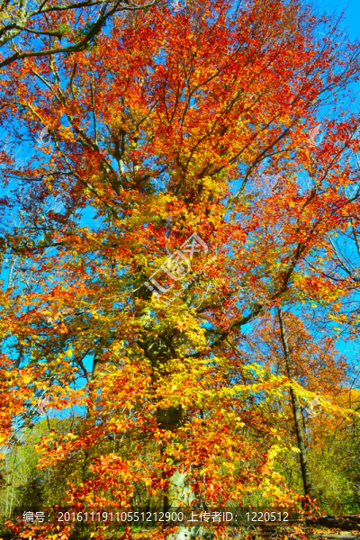 秋季期間的葉色變化-匯圖網(wǎng) www.fosd68.com 秋季期間的葉色變化