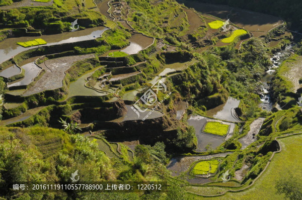 稻田-匯圖網(wǎng) www.fosd68.com 稻田