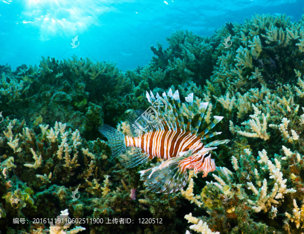 獅子魚