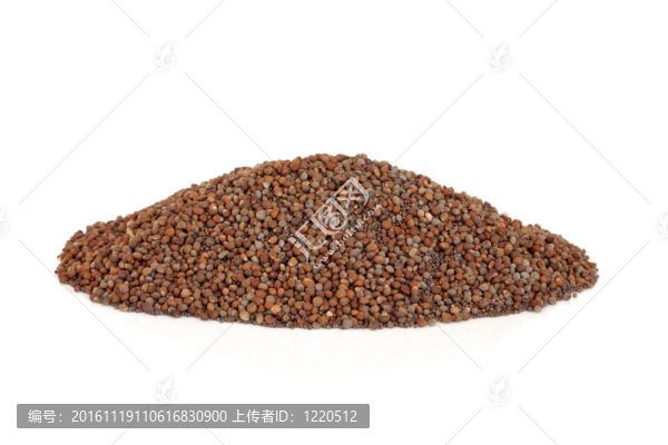 紫蘇草