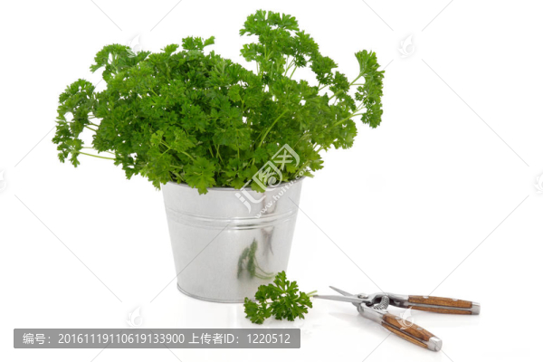 歐芹草本植物