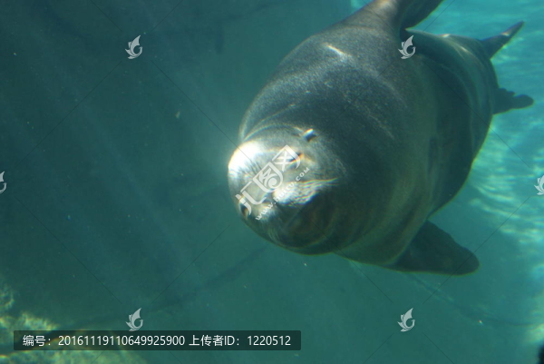 游泳的海豹