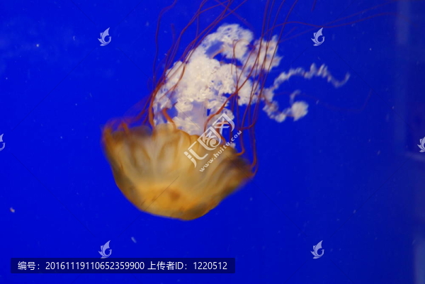 單一的水母