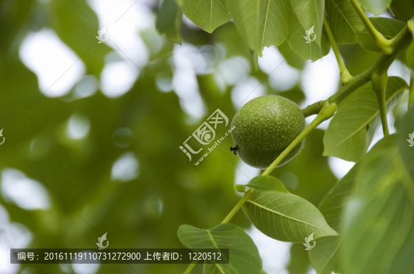 樹上的堅果