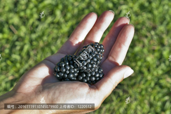 黑莓在人類手上