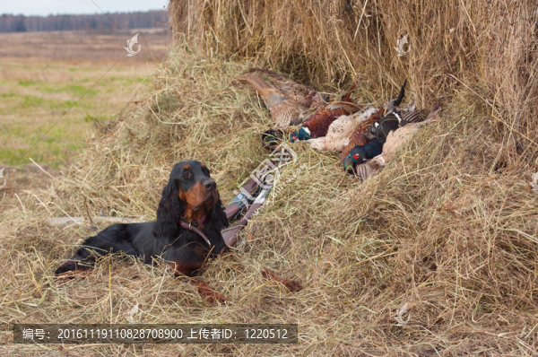 成功的鳥(niǎo)拍